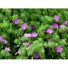 Blodrød Storkenæb Geranium Sanguineum 10 Cm. Potte -Plantetorvet Butik mi1070 geranium sanguineum 11fd