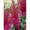 Astilbe 'Maggie Daley' Astilbe Hybrid 'Maggie Daley' 1 Liter Potte -Plantetorvet Butik mi10710 astilbe maggie daley 65ca