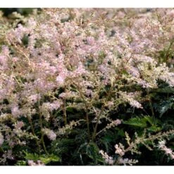 Astilbe 'Sprite' Astilbe Glaberrima-hybrid 'Sprite' 1 Liter Potte -Plantetorvet Butik mi10730 astilbe sprite ab0f