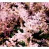 Astilbe 'Sprite' Astilbe Glaberrima-hybrid 'Sprite' 1 Liter Potte