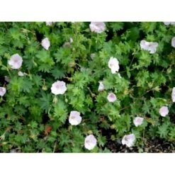 Blodrød Storkenæb 'Apfelblüte' Geranium Sanguineum 'Apfelblüte' 10 Cm. Potte -Plantetorvet Butik mi1073 geranium sanguineum apfelbluete 0dbd