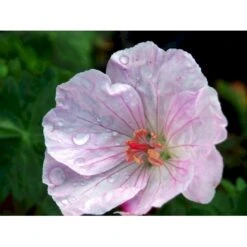 Blodrød Storkenæb 'Apfelblüte' Geranium Sanguineum 'Apfelblüte' 10 Cm. Potte -Plantetorvet Butik mi1073 geranium sanguineum apfelbluete d366