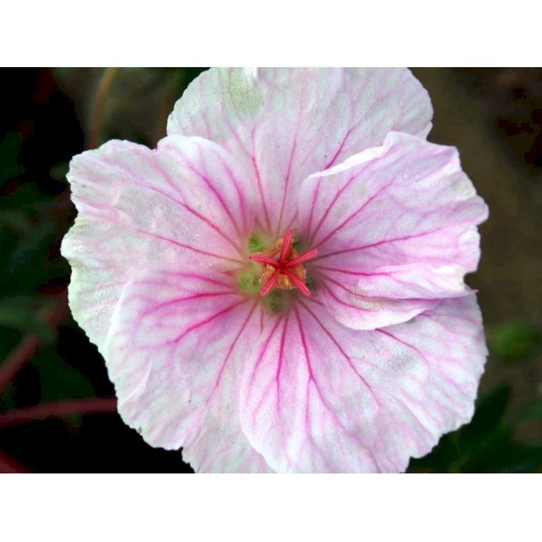 Blodrød Storkenæb 'Striatum' Geranium Sanguineum Var. Striatum 10 cm. potte Blodrød Storkenæb 'Striatum' Geranium Sanguineum Var. Striatum 10 Cm. Potte -Plantetorvet Butik mi1081 geranium sanguineum var striatum 100a