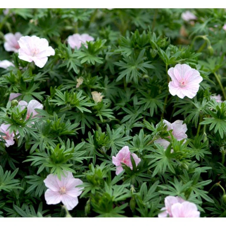Blodrød Storkenæb 'Striatum' Geranium Sanguineum Var. Striatum 10 cm. potte Blodrød Storkenæb 'Striatum' Geranium Sanguineum Var. Striatum 10 Cm. Potte -Plantetorvet Butik mi1081 geranium sanguineum var striatum 1db7