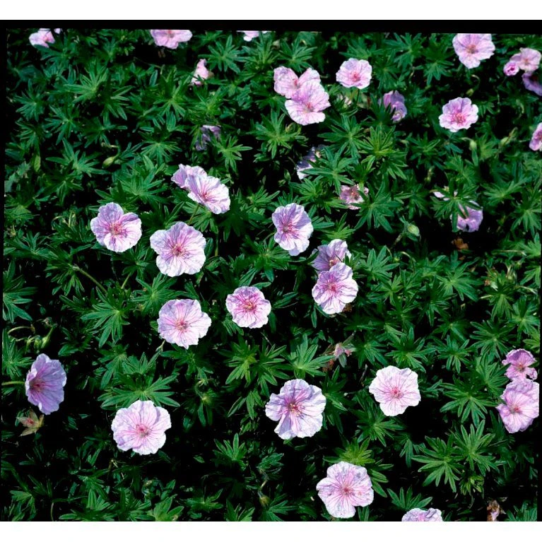 Blodrød Storkenæb 'Striatum' Geranium Sanguineum Var. Striatum 10 cm. potte Blodrød Storkenæb 'Striatum' Geranium Sanguineum Var. Striatum 10 Cm. Potte -Plantetorvet Butik mi1081 geranium sanguineum var striatum 63af