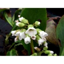 Kæmpestenbræk 'Bressingham White' Bergenia Cordifolia 'Bressingham White' 1 Liter Potte -Plantetorvet Butik mi10821 bergenia bressingham white 3be1