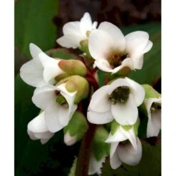 Kæmpestenbræk 'Bressingham White' Bergenia Cordifolia 'Bressingham White' 1 Liter Potte -Plantetorvet Butik mi10821 bergenia bressingham white e9a3