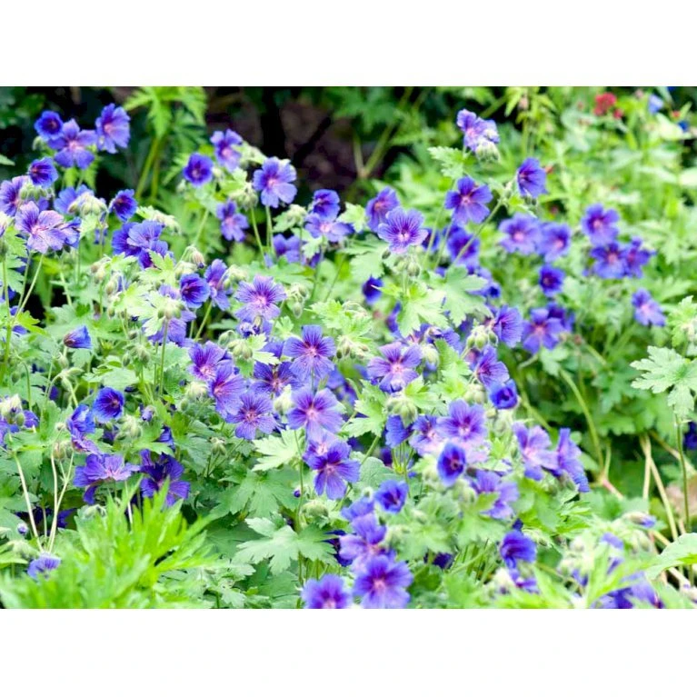 Skov Storkenæb 'Mayflower' Geranium Sylvaticum 'Mayflower' 1 liter potte Skov Storkenæb 'Mayflower' Geranium Sylvaticum 'Mayflower' 1 Liter Potte -Plantetorvet Butik mi1084 geranium sylvaticum mayflower 6f78