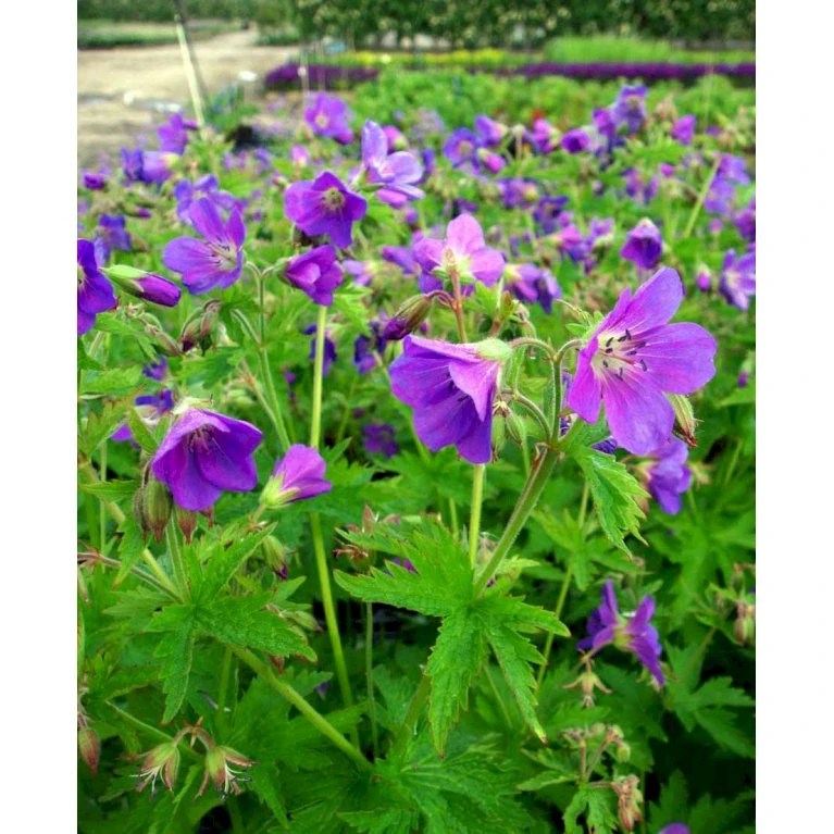 Skov Storkenæb 'Mayflower' Geranium Sylvaticum 'Mayflower' 1 liter potte Skov Storkenæb 'Mayflower' Geranium Sylvaticum 'Mayflower' 1 Liter Potte -Plantetorvet Butik mi1084 geranium sylvaticum mayflower a287