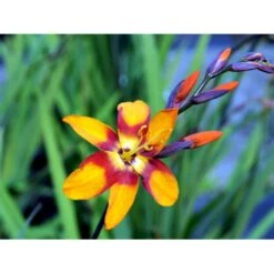 Montbretia 'Emily Mckenzie' Crocosmia Hybrid 'Emily Mckenzie' 1 Liter Potte -Plantetorvet Butik mi11174 crocosmia emily mckenzie 5ac1
