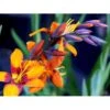Montbretia 'Emily Mckenzie' Crocosmia Hybrid 'Emily Mckenzie' 1 Liter Potte