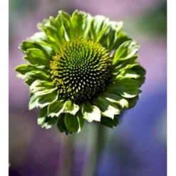Purpursolhat Echinacea Pur. 'Green Jewel'® 1 Liter Potte -Plantetorvet Butik mi11407 echinacea green juwel r c249
