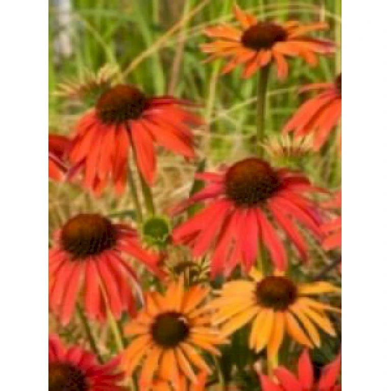 Solhat 'Hot Summer' Echinacea Hybrid 'Hot Summer' 1 liter potte Solhat 'Hot Summer' Echinacea Hybrid 'Hot Summer' 1 Liter Potte -Plantetorvet Butik mi11411 echinacea hot summer r 779b