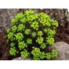 Cypres-Vortemælk 'Clarice Howard' Euphorbia Cyparissias 'Clarice Howard' 1 Liter Potte -Plantetorvet Butik mi11537 euphorbia cyparissias clarice howard 27bc