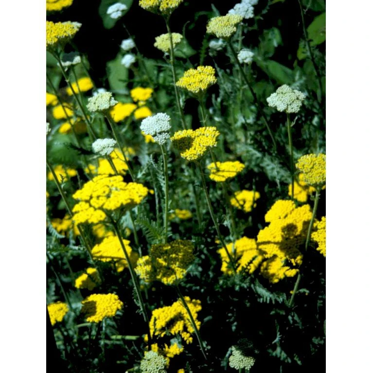 Pragtrøllike 'Coronation Gold' Achillea Filipendulina 'Coronation Gold' 1 liter potte Pragtrøllike 'Coronation Gold' Achillea Filipendulina 'Coronation Gold' 1 Liter Potte -Plantetorvet Butik mi115 achillea coronation gold 0bc6