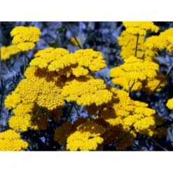 Pragtrøllike 'Coronation Gold' Achillea Filipendulina 'Coronation Gold' 1 Liter Potte 8 Pragtrøllike 'Coronation Gold' Achillea Filipendulina 'Coronation Gold' 1 Liter Potte -Plantetorvet Butik mi115 achillea coronation gold 207d