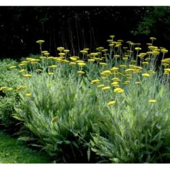 Pragtrøllike 'Coronation Gold' Achillea Filipendulina 'Coronation Gold' 1 Liter Potte
