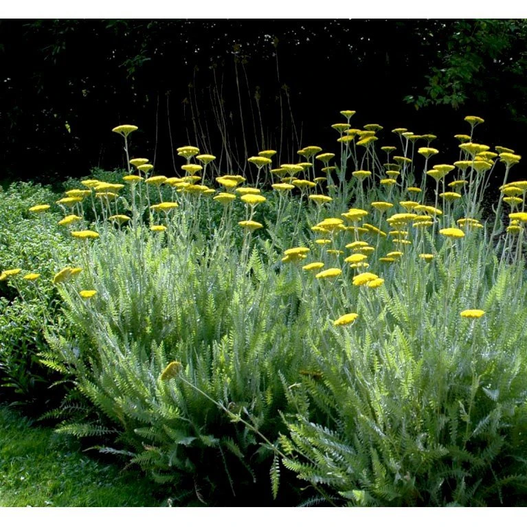 Pragtrøllike 'Coronation Gold' Achillea Filipendulina 'Coronation Gold' 1 liter potte Pragtrøllike 'Coronation Gold' Achillea Filipendulina 'Coronation Gold' 1 Liter Potte -Plantetorvet Butik mi115 achillea coronation gold 39af