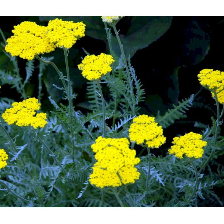 Pragtrøllike 'Coronation Gold' Achillea Filipendulina 'Coronation Gold' 1 liter potte Pragtrøllike 'Coronation Gold' Achillea Filipendulina 'Coronation Gold' 1 Liter Potte -Plantetorvet Butik mi115 achillea coronation gold 49fe