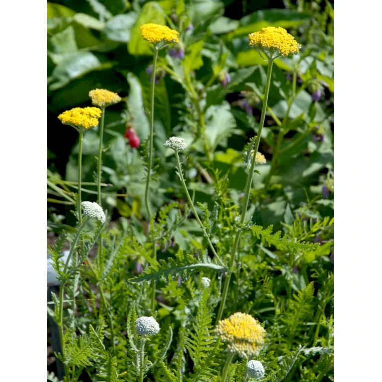 Pragtrøllike 'Coronation Gold' Achillea Filipendulina 'Coronation Gold' 1 liter potte Pragtrøllike 'Coronation Gold' Achillea Filipendulina 'Coronation Gold' 1 Liter Potte -Plantetorvet Butik mi115 achillea coronation gold 580a