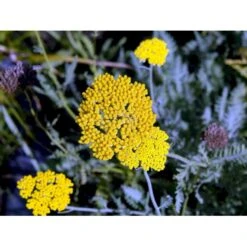 Pragtrøllike 'Coronation Gold' Achillea Filipendulina 'Coronation Gold' 1 Liter Potte 6 Pragtrøllike 'Coronation Gold' Achillea Filipendulina 'Coronation Gold' 1 Liter Potte -Plantetorvet Butik mi115 achillea coronation gold df97