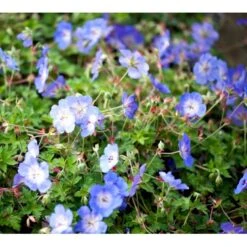 Storkenæb 'Azure Rush' Geranium Hybrid 'Azure Rush' 1 Liter Potte