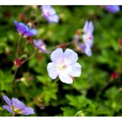 Storkenæb 'Azure Rush' Geranium Hybrid 'Azure Rush' 1 Liter Potte -Plantetorvet Butik mi11632 geranium azure rush r 5c8d