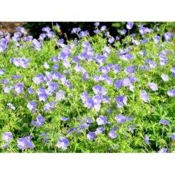 Storkenæb 'Brookside' Geranium Hybrid 'Brookside' 1 Liter Potte 4 Storkenæb 'Brookside' Geranium Hybrid 'Brookside' 1 Liter Potte -Plantetorvet Butik mi11634 geranium brookside 0445