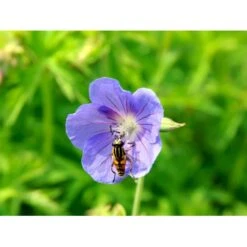 Storkenæb 'Brookside' Geranium Hybrid 'Brookside' 1 Liter Potte 6 Storkenæb 'Brookside' Geranium Hybrid 'Brookside' 1 Liter Potte -Plantetorvet Butik mi11634 geranium brookside 489a