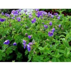 Storkenæb 'Brookside' Geranium Hybrid 'Brookside' 1 Liter Potte 8 Storkenæb 'Brookside' Geranium Hybrid 'Brookside' 1 Liter Potte -Plantetorvet Butik mi11634 geranium brookside b8ab