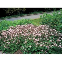 Engelsk Storkenæb 'St. Ola' Geranium Cantabrigiense 'St. Ola' 10 Cm. Potte