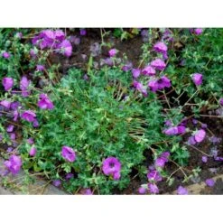 Storkenæb 'Purpureum' Geranium Cinereum Var. Subcaulescens 'Purpureum' 10 Cm. Potte -Plantetorvet Butik mi11642 geranium cinereum purpureum 541c