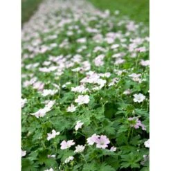 Storkenæb 'Dreamland' Geranium Hybrid 'Dreamland'® 1 Liter Potte -Plantetorvet Butik mi11645 geranium dreamland r 0755