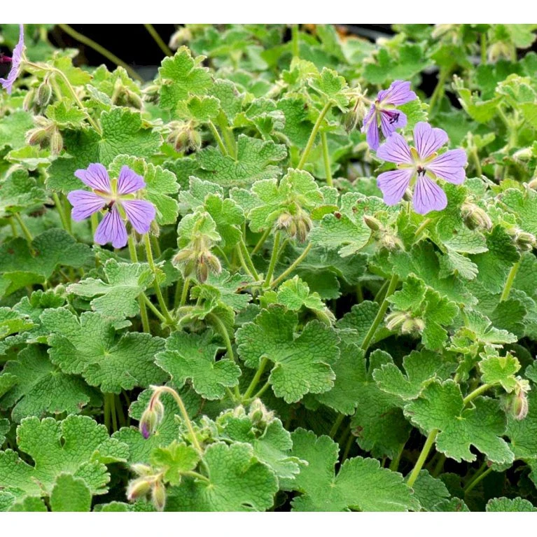 Storkenæb 'Philippe Vapelle' Geranium X Renardii 'Philippe Vapelle' 1 liter potte Storkenæb 'Philippe Vapelle' Geranium X Renardii 'Philippe Vapelle' 1 Liter Potte -Plantetorvet Butik mi11678 geranium philippe vapelle 0d2a