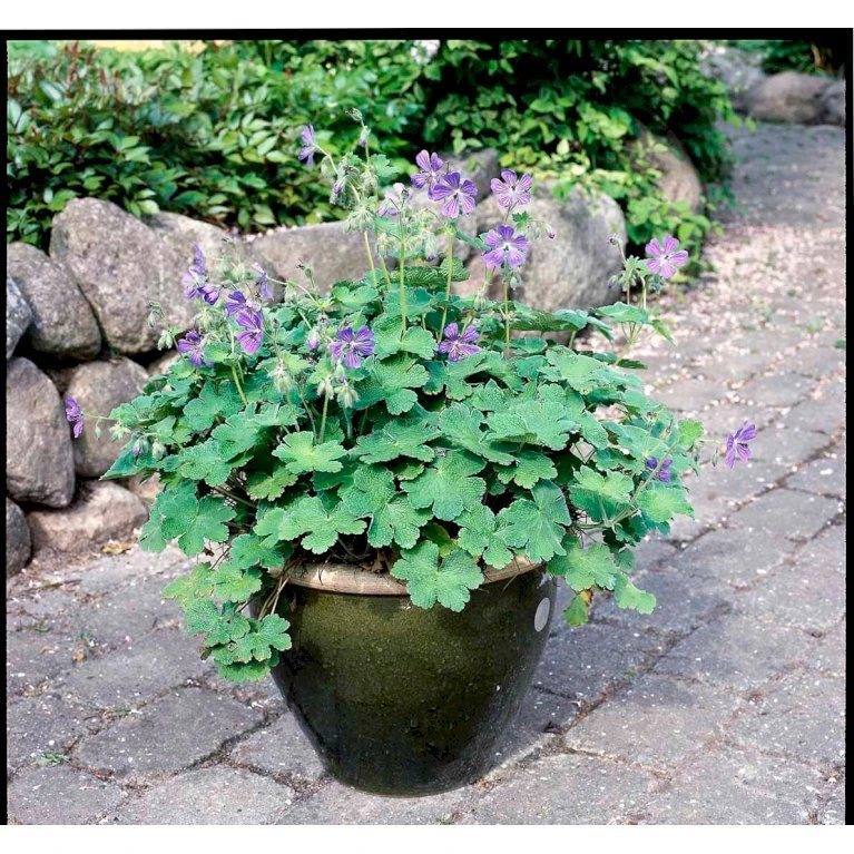 Storkenæb 'Philippe Vapelle' Geranium X Renardii 'Philippe Vapelle' 1 liter potte Storkenæb 'Philippe Vapelle' Geranium X Renardii 'Philippe Vapelle' 1 Liter Potte -Plantetorvet Butik mi11678 geranium philippe vapelle 5256