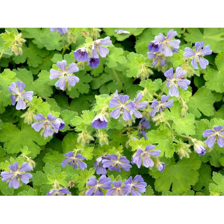 Storkenæb 'Philippe Vapelle' Geranium X Renardii 'Philippe Vapelle' 1 liter potte Storkenæb 'Philippe Vapelle' Geranium X Renardii 'Philippe Vapelle' 1 Liter Potte -Plantetorvet Butik mi11678 geranium philippe vapelle c5bb