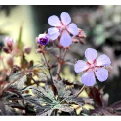 Eng-Storkenæb 'Midnight Reiter' (rødt Løv) Geranium Pratense 'Midnight Reiter' 1 Liter Potte 4 Eng-Storkenæb 'Midnight Reiter' (rødt Løv) Geranium Pratense 'Midnight Reiter' 1 Liter Potte -Plantetorvet Butik mi11685 geranium pratense midnight reiter 6d79