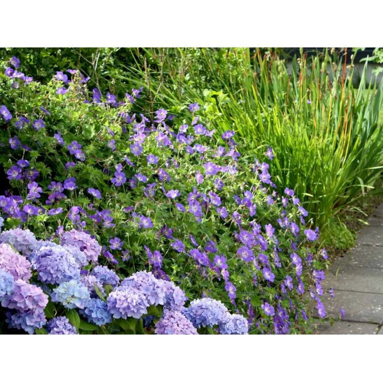 Storkenæb 'Rozanne' Geranium Hybrid 'Rozanne' 1 liter potte Storkenæb 'Rozanne' Geranium Hybrid 'Rozanne' 1 Liter Potte -Plantetorvet Butik mi11692 geranium rozanne 0929