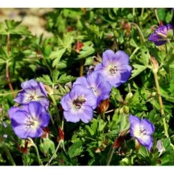 Storkenæb 'Rozanne' Geranium Hybrid 'Rozanne' 1 Liter Potte 8 Storkenæb 'Rozanne' Geranium Hybrid 'Rozanne' 1 Liter Potte -Plantetorvet Butik mi11692 geranium rozanne 507d