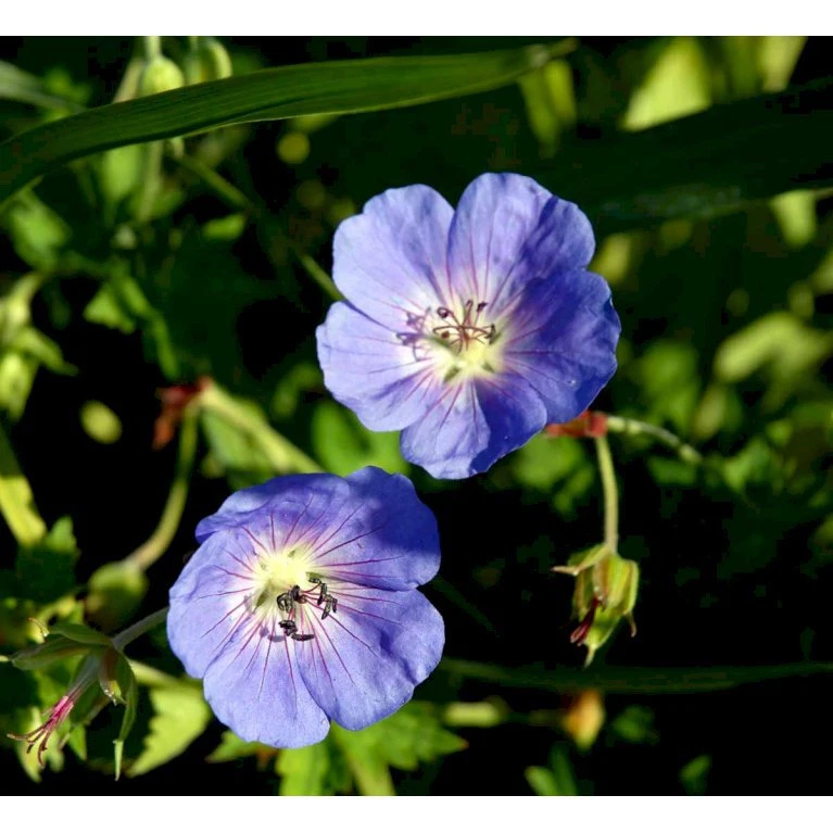 Storkenæb 'Rozanne' Geranium Hybrid 'Rozanne' 1 liter potte Storkenæb 'Rozanne' Geranium Hybrid 'Rozanne' 1 Liter Potte -Plantetorvet Butik mi11692 geranium rozanne 7728
