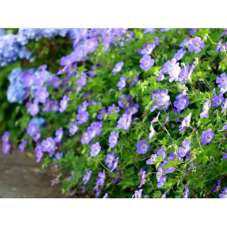 Storkenæb 'Rozanne' Geranium Hybrid 'Rozanne' 1 liter potte Storkenæb 'Rozanne' Geranium Hybrid 'Rozanne' 1 Liter Potte -Plantetorvet Butik mi11692 geranium rozanne 8955