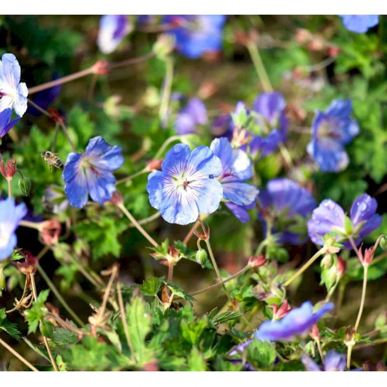 Storkenæb 'Rozanne' Geranium Hybrid 'Rozanne' 1 liter potte Storkenæb 'Rozanne' Geranium Hybrid 'Rozanne' 1 Liter Potte -Plantetorvet Butik mi11692 geranium rozanne cfc9