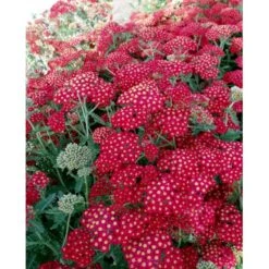 Røllike 'Paprika' Achillea Millefolium 'Paprika' 1 Liter Potte 5 Røllike 'Paprika' Achillea Millefolium 'Paprika' 1 Liter Potte -Plantetorvet Butik mi116 achillea millefolium paprika 01eb