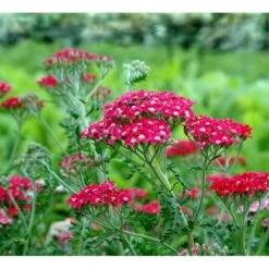 Røllike 'Paprika' Achillea Millefolium 'Paprika' 1 Liter Potte 8 Røllike 'Paprika' Achillea Millefolium 'Paprika' 1 Liter Potte -Plantetorvet Butik mi116 achillea millefolium paprika 4ec5