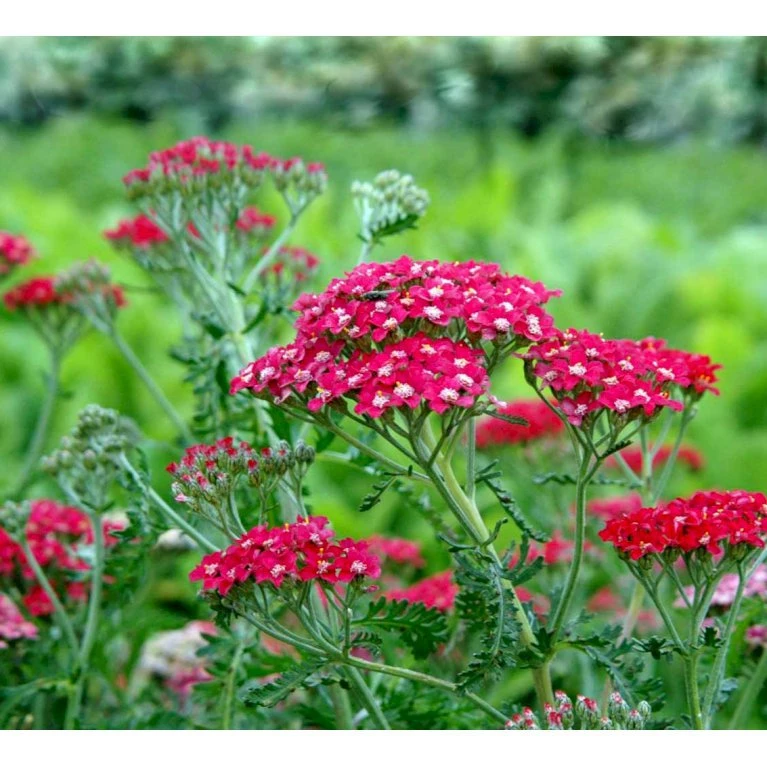 Røllike 'Paprika' Achillea Millefolium 'Paprika' 1 liter potte Røllike 'Paprika' Achillea Millefolium 'Paprika' 1 Liter Potte -Plantetorvet Butik mi116 achillea millefolium paprika 4ec5