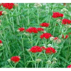 Røllike 'Paprika' Achillea Millefolium 'Paprika' 1 Liter Potte 4 Røllike 'Paprika' Achillea Millefolium 'Paprika' 1 Liter Potte -Plantetorvet Butik mi116 achillea millefolium paprika bcc6