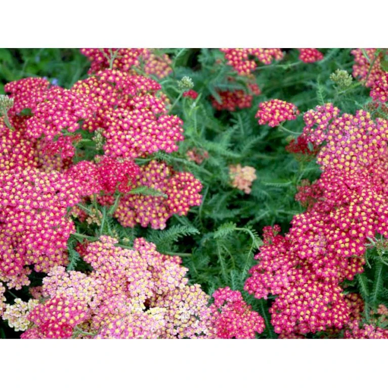 Røllike 'Paprika' Achillea Millefolium 'Paprika' 1 liter potte Røllike 'Paprika' Achillea Millefolium 'Paprika' 1 Liter Potte -Plantetorvet Butik mi116 achillea millefolium paprika cfee