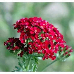 Røllike 'Paprika' Achillea Millefolium 'Paprika' 1 Liter Potte 7 Røllike 'Paprika' Achillea Millefolium 'Paprika' 1 Liter Potte -Plantetorvet Butik mi116 achillea millefolium paprika d23e