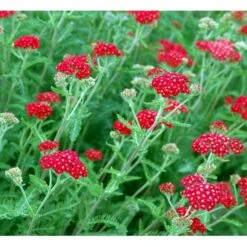 Røllike 'Paprika' Achillea Millefolium 'Paprika' 1 Liter Potte 9 Røllike 'Paprika' Achillea Millefolium 'Paprika' 1 Liter Potte -Plantetorvet Butik mi116 achillea millefolium paprika d93a