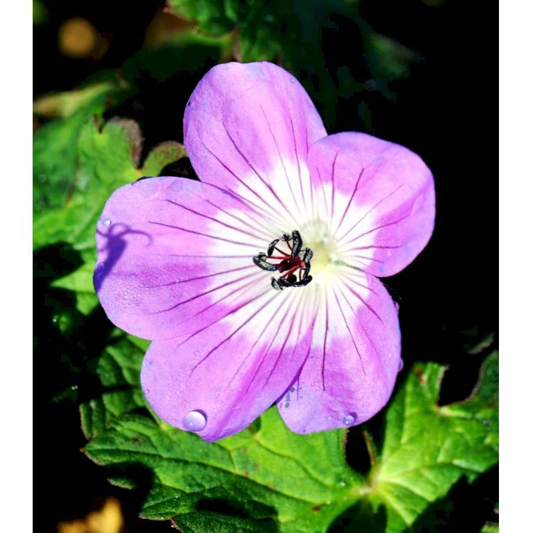 Storkenæb 'Sylvia's Surprise' Geranium Hybrid 'Sylvia's Surprise' (r) 1 liter potte Storkenæb 'Sylvia's Surprise' Geranium Hybrid 'Sylvia's Surprise' (r) 1 Liter Potte -Plantetorvet Butik mi11700 geranium sylvia s surprise r 4031